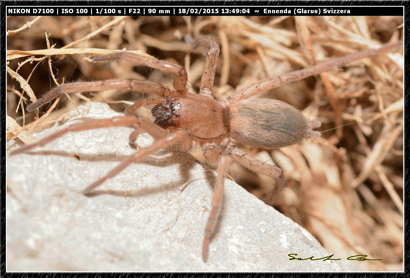 Drassodes sp. - Ennenda (Glarus), Svizzera